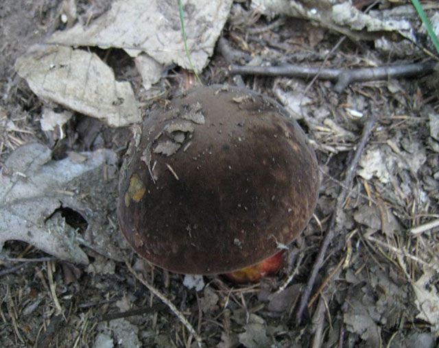 Pecceta e betulleto lombardo